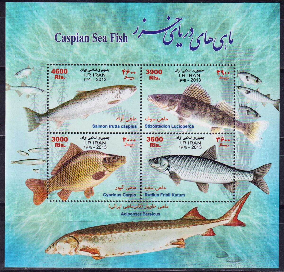 Промысловые рыбы Каспийского моря
