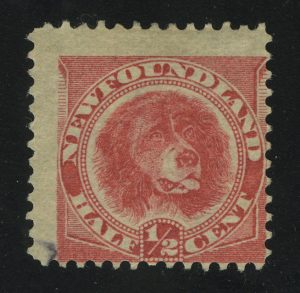 1887. Ньюфаундленд. Ньюфаундлендская собака (Canis lupus Familiaris). ½ ¢