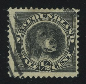 1894. Ньюфаундленд. Ньюфаундлендская собака (Canis lupus Familiaris). ½ ¢