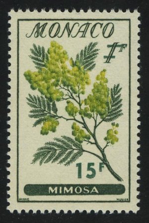 Acacia decurrens var. dealbata