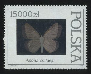 Butterfly Collection of the PAS in Warsaw