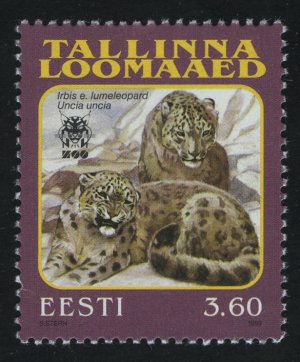 Таллиннский зоопарк. Снежный барс (Uncia uncia)