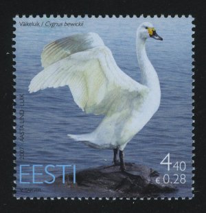 Bewick's Swan (Cygnus columbianus bewickii)