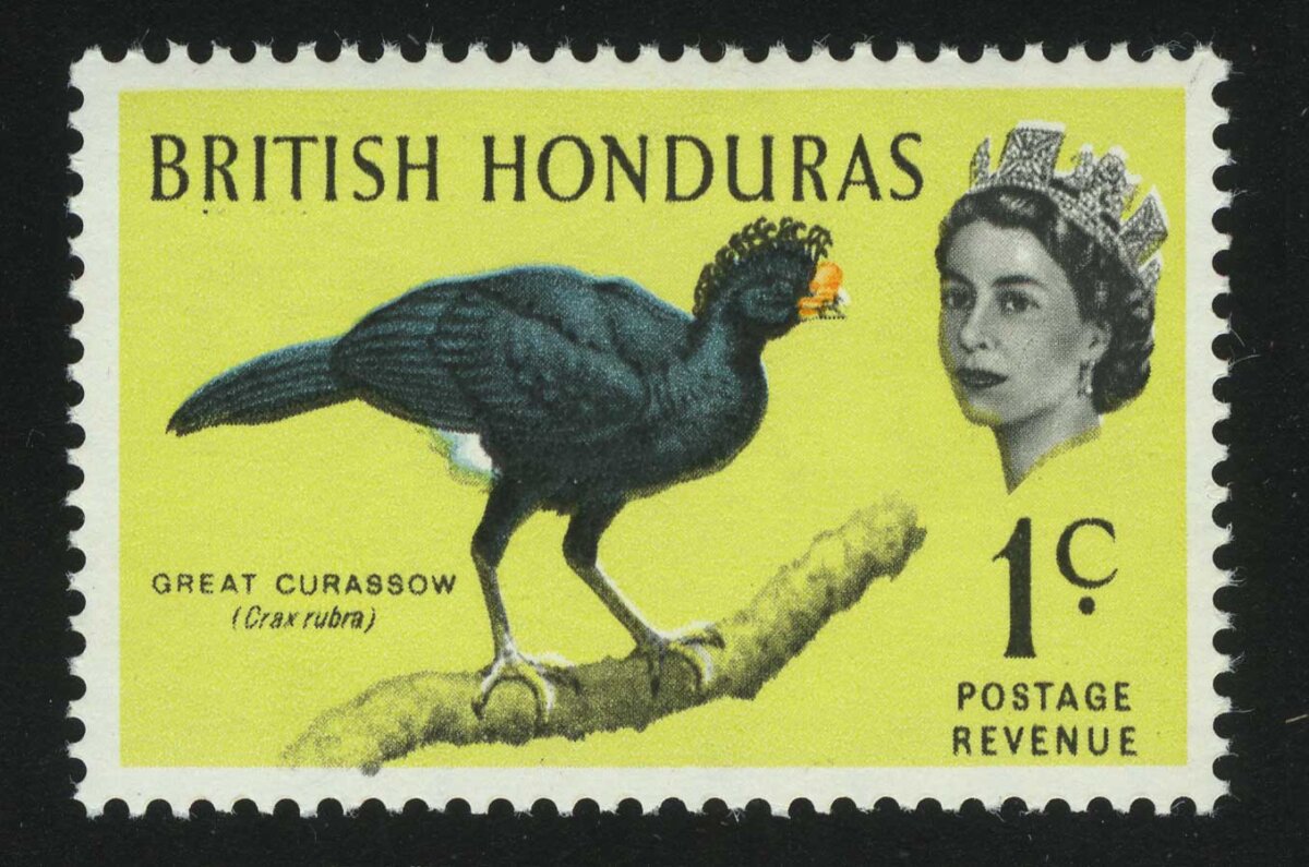 Great Curassow (Crax rubra)